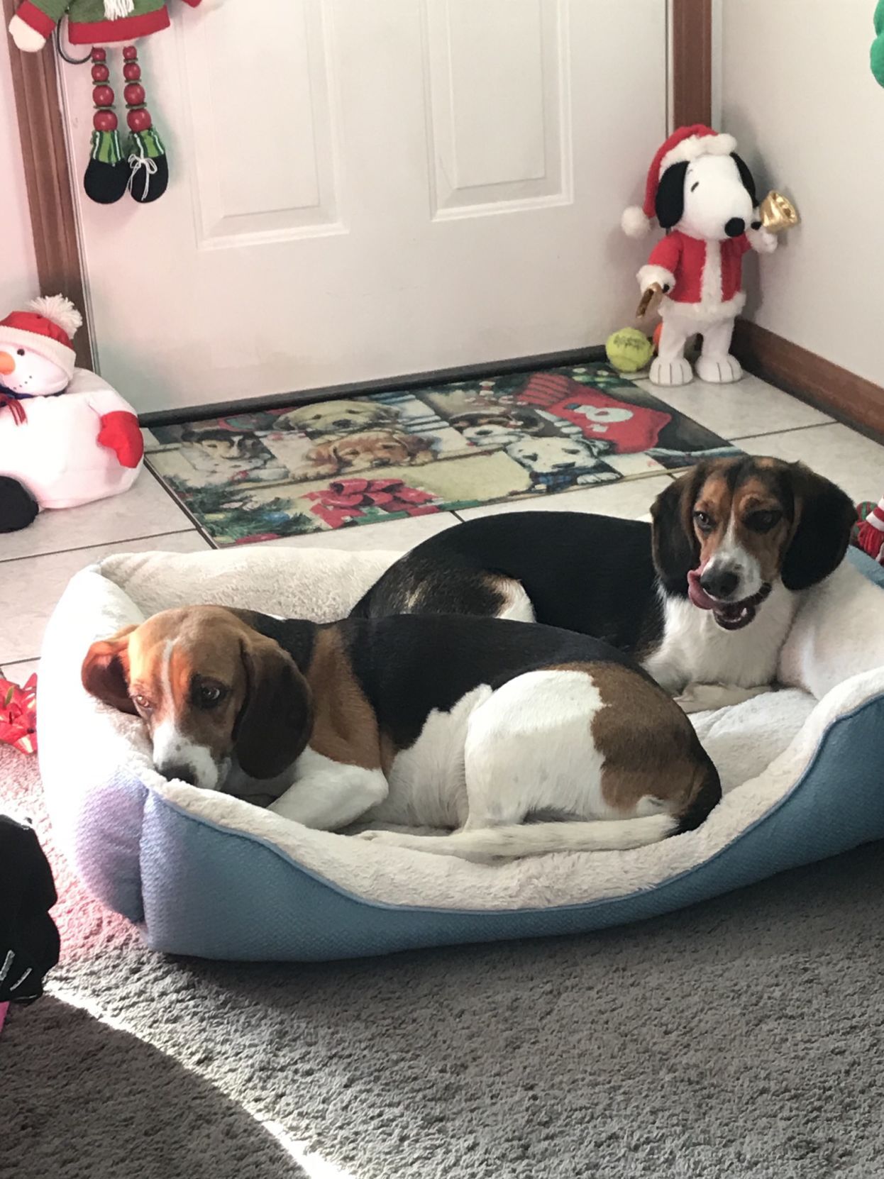 The Times Cutest Pets of Winter 2018